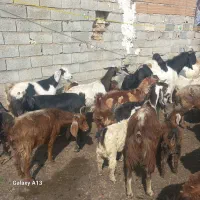 بز کشتاری و نگهداشتن