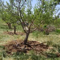 باغ فروشی ۱۱۰۰متر|فروش زمین و ملک کلنگی|باغ حلی, |دیوار