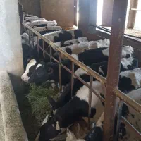 فروش ۳۳راس گوساله نر