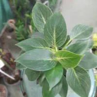 گل فیلدرون برکی