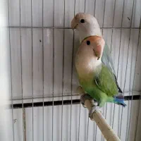 طوطی