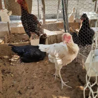 سه عدد جوجه لاری|حیوانات مزرعه|شیراز, عادل آباد|دیوار