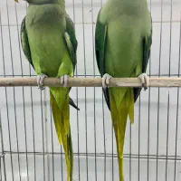 شاه طوطی مولد