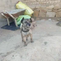 سگ پا کوتا|سگ|چناران, |دیوار