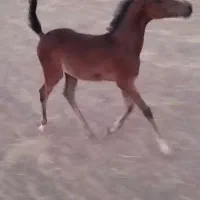 کره نریان عرب دوسر مدارک دار