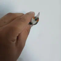 سهره ماده جوجه قفس ۲ سال گل بلند|پرنده|فردیس, فردیس|دیوار