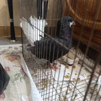 کبوتر|پرنده|صدرا-فارس, فاز ۱|دیوار