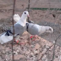 کفتر|پرنده|مشهد, کاظم آباد پنجشنبه|دیوار