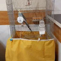 عروس هلندی سخنگو و دستی همراه با قفس و وسایل|پرنده|پیر بکران, |دیوار