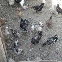 جوجه خروس