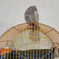 عرس هلندی ماده|پرنده|دره شهر, |دیوار