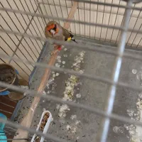 سهره دورگ کرمونی|پرنده|تهران, شهرک شهید باقری|دیوار