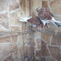 کبوتر پرشی|پرنده|بابل, |دیوار