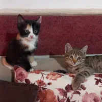 واگذاری سرپرستی دو عدد بچه گربه