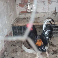 گلین وسیبرایت|حیوانات مزرعه|خان ببین, |دیوار