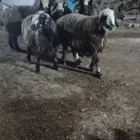 شیشک میش ابستن|حیوانات مزرعه|شیراز, شهرک رضوان|دیوار