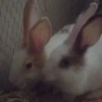 خرگوش سفید سه ماهه از جویبار|موش و خرگوش|آکند, |دیوار