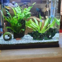 آکواریوم|ماهی|صدرا-فارس, فاز ۱|دیوار