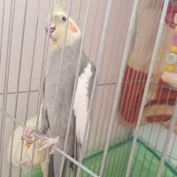 عروس هلندی جفت سخنگو با تخم|پرنده|زنجان, |دیوار