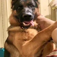 سگ ژرمن شولاین نر شناسنامه دار عالی|سگ|اصفهان, آبشار|دیوار