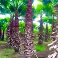 پالم و فنکس درجه یک مستقیم از تولید کننده|گل و گیاه طبیعی|تهران, مشیریه|دیوار