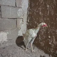 جوجه لاری|حیوانات مزرعه|قاسم‌آباد (خواف), |دیوار