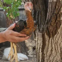 جوجه لاری اصیل