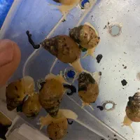 فروش حلزون درمانی|خزنده|ماهان, |دیوار