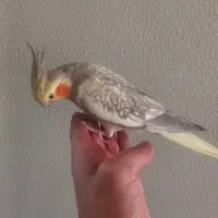 عروس هلندی|پرنده|شاهینشهر, گرگاب|دیوار