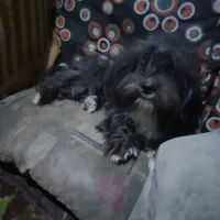 سگ پاکوتاه|سگ|زاهدان, |دیوار