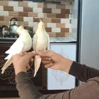 فروش عروس هلندی