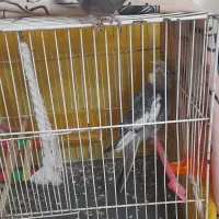 عروس|پرنده|مشهد, سپاد|دیوار