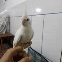 یک جفت عروس هلندی آلبینو