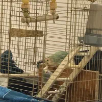 یک جفت طوطی برزیلی رنگ کاهویی همراه با قفس و‌پایه