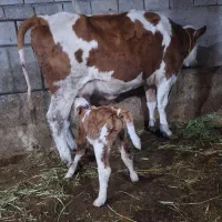 فروش سه عدد گاو شیری سیمینتال همراه گوساله شکم اول