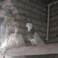 طوقی|پرنده|خمینی‌شهر, |دیوار