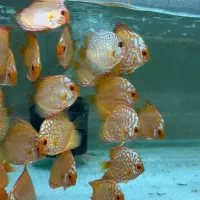 دیسکس|ماهی|پردیس, فاز ۱|دیوار