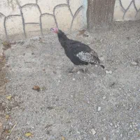 بوقلمون  ماده  روستایی|حیوانات مزرعه|صوفیان, |دیوار