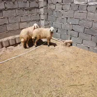 بره ماده