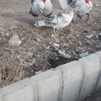 بوقلمون محلی