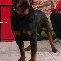 روتوایلر و دوبرمن گریدA با خط خون بالا|سگ|تهران, بریانک|دیوار