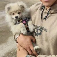 سگ پامرین خرسی|سگ|کهریزک, |دیوار