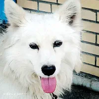 سگ پامرانین باهوش