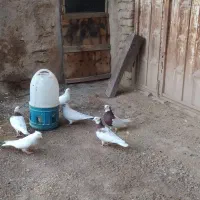 کفتر طوقی تهرانی|پرنده|اسدآباد, |دیوار