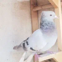 کفتر ماده دم سفید|پرنده|شیراز, صنایع الکترونیک|دیوار