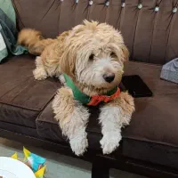 سگ پودل تریر