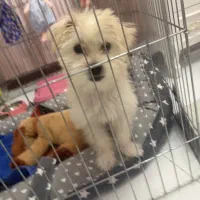 شیتزو تیریر ۵ ماهه دختر|سگ|تهران, ایران|دیوار