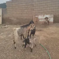 بز بیگ|حیوانات مزرعه|دزفول, |دیوار