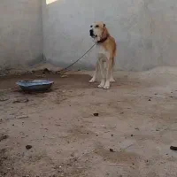 سگ دزدیده شده|حیوانات|سملقان, |دیوار