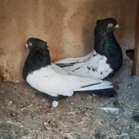 کبوتر|پرنده|پاکدشت, پاکدشت (مامازند)|دیوار